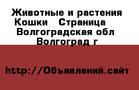 Животные и растения Кошки - Страница 2 . Волгоградская обл.,Волгоград г.